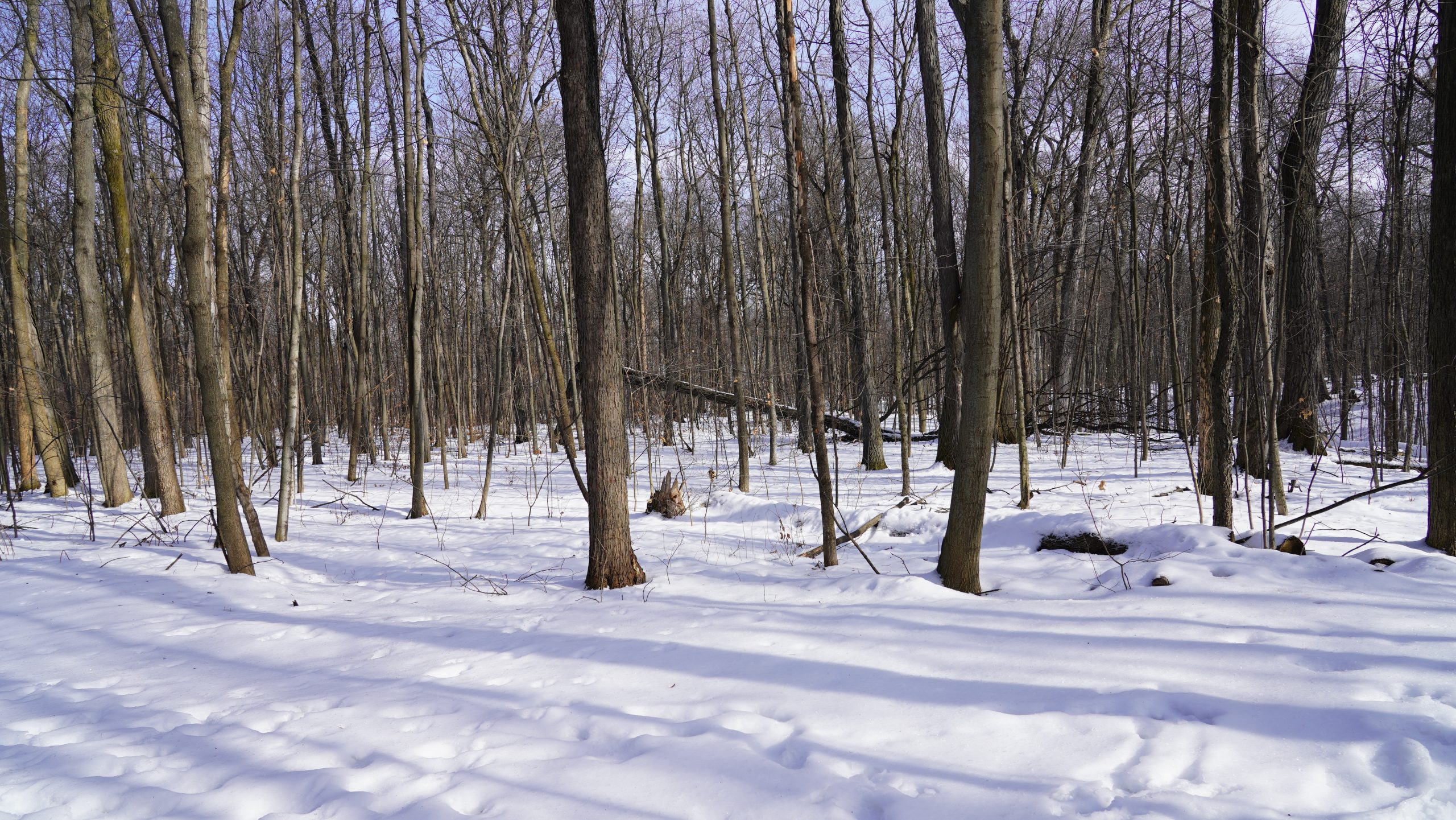 Forêt sur le bord du sentier