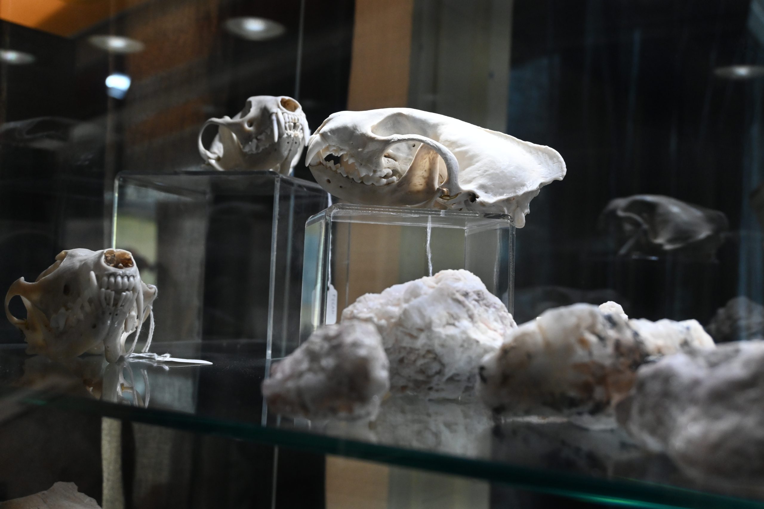 Image d'une vitrine du musée